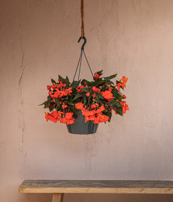  Hängebegonie 'Belina®', Ampel
