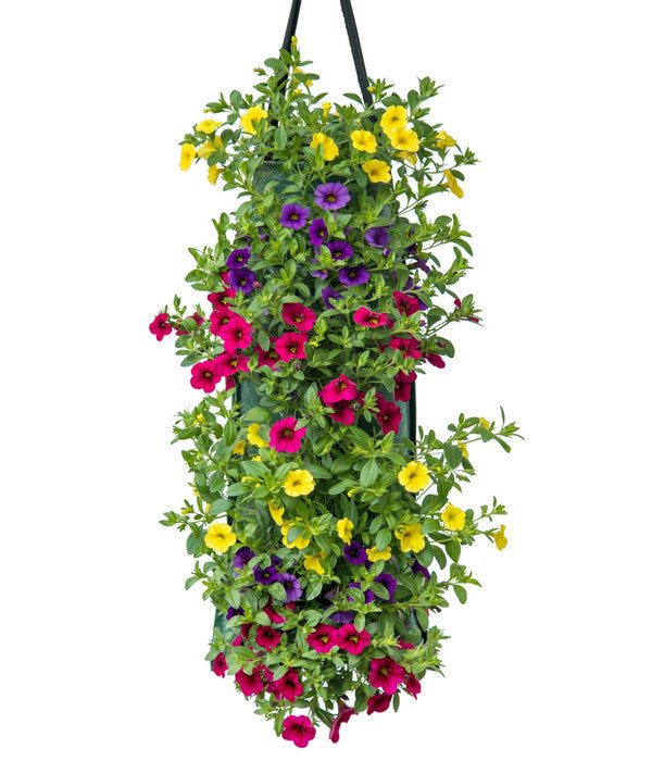  Wandhänger Mit Minihängepetunien-Trio, Verschiedene Farben