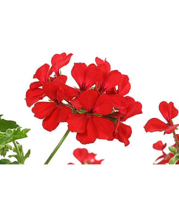  Geranie 'Caliente', Ampel