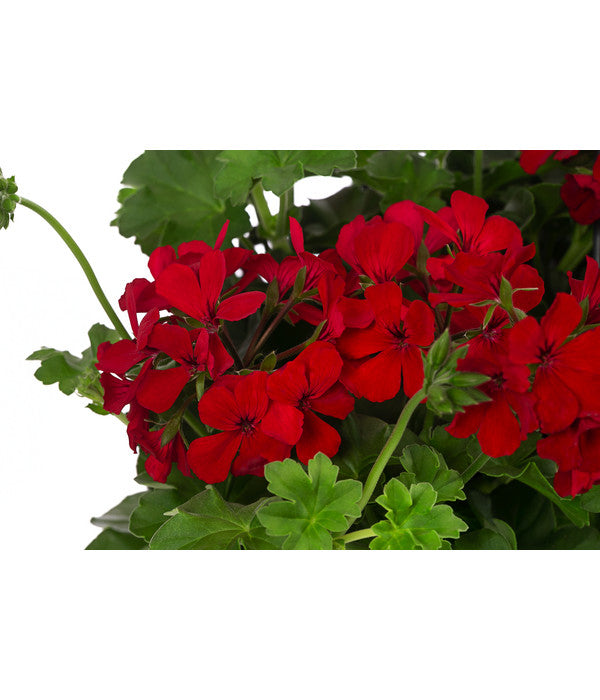  Geranie 'Caliente', Ampel