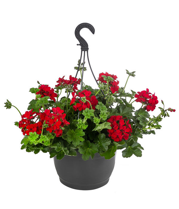  Geranie 'Caliente', Ampel