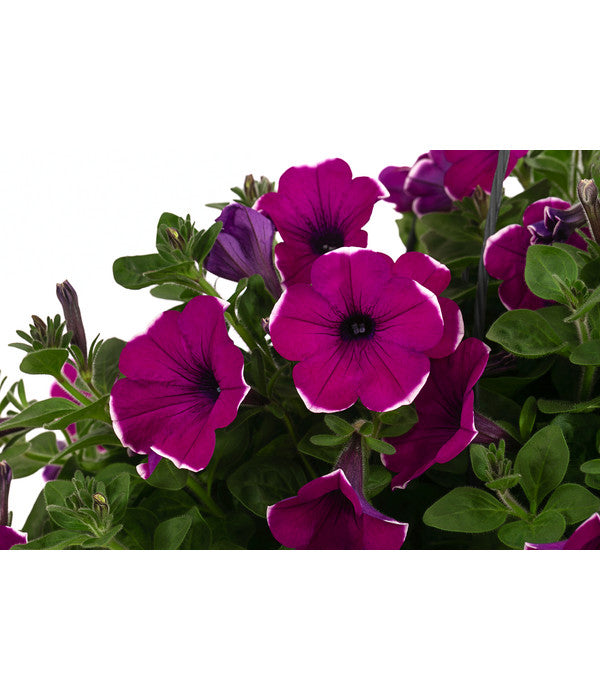  Hängepetunie 'Burgundy Picotee', Ampel