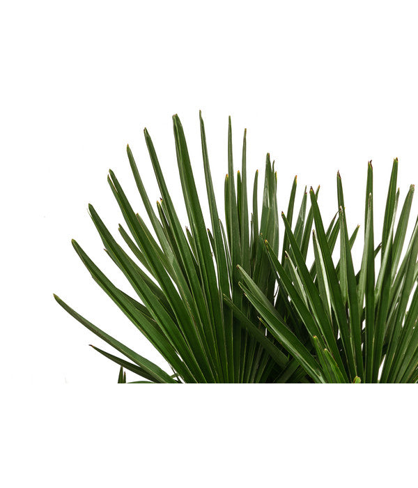  Hanfpalme, Multistamm