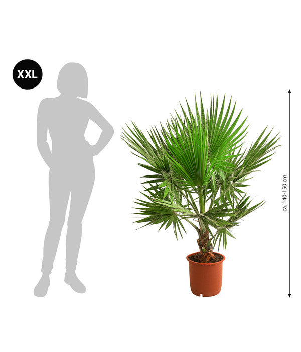  XXL Fächerpalme
