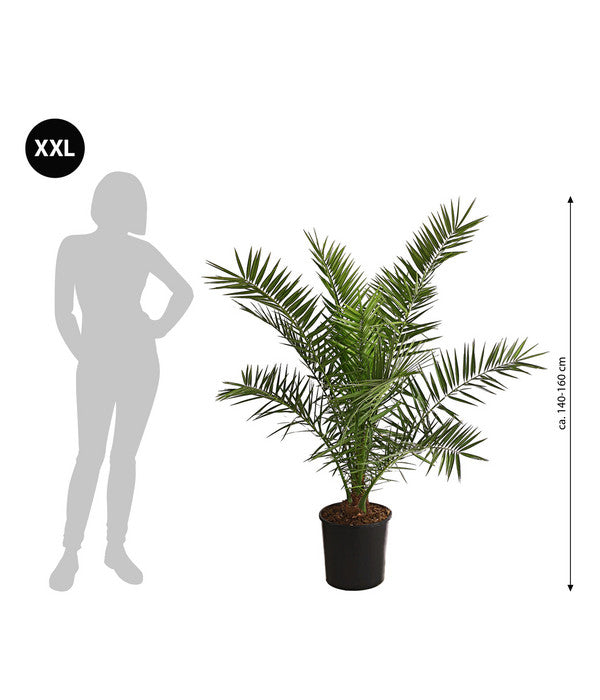  XXL Kanarische Dattelpalme, Ca. 140-160 Cm