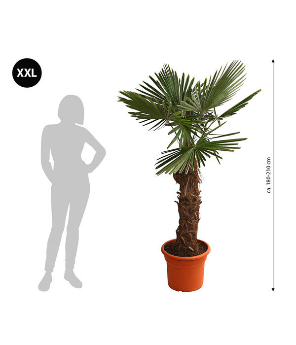  XXL Hanfpalme, Ca. 180-210 Cm