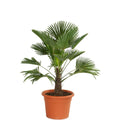  Wagners Hanfpalme