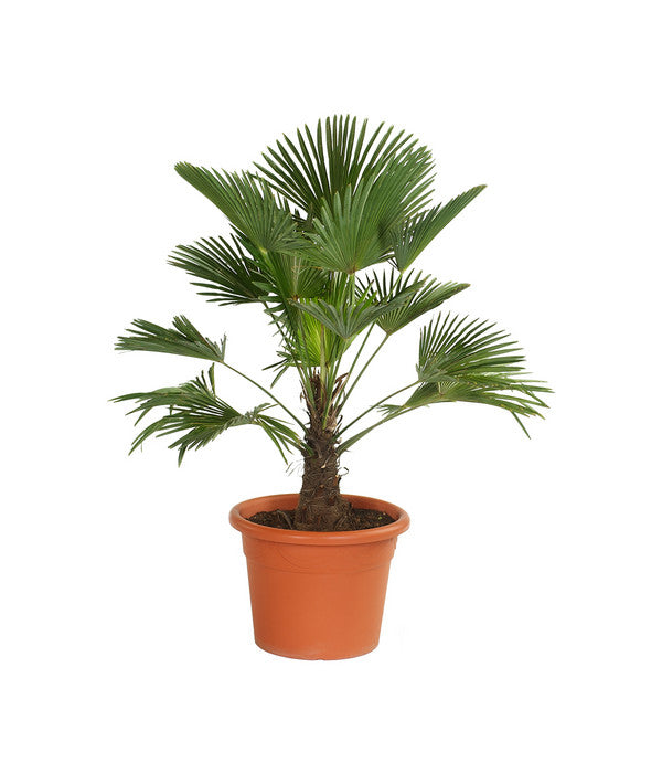  Wagners Hanfpalme
