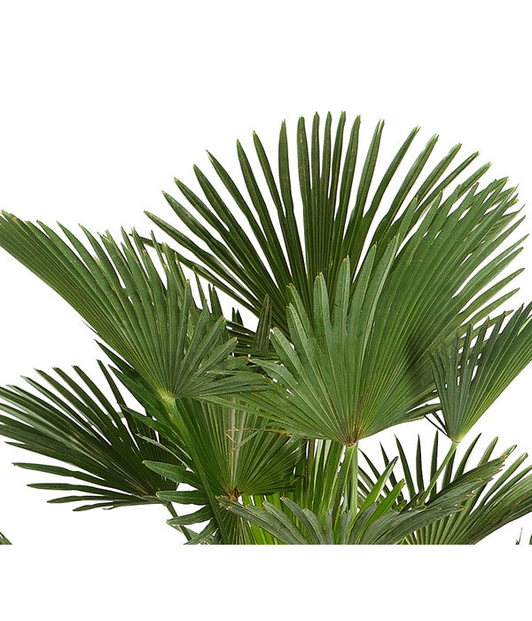  Wagners Hanfpalme