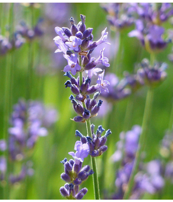  Dehner Gourmet Garten Lavendel, Hochstamm