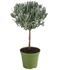  Dehner Gourmet Garten Lavendel, Hochstamm