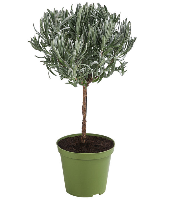  Dehner Gourmet Garten Lavendel, Hochstamm