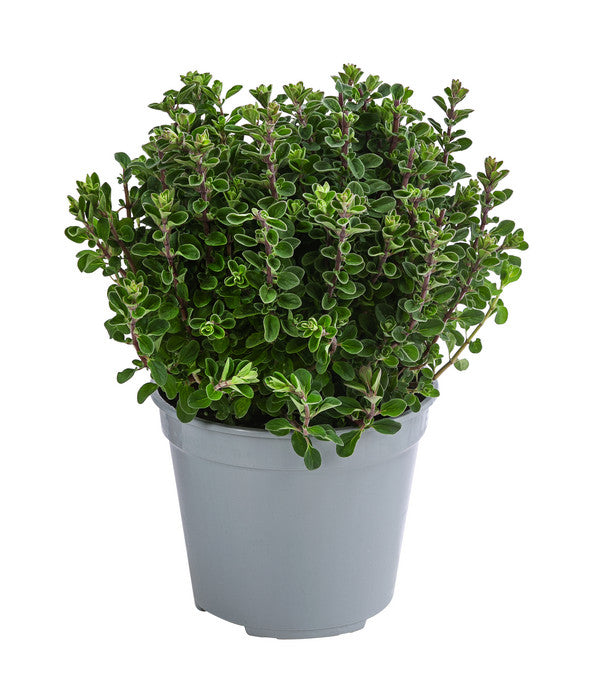  Dehner Gourmet Garten Majoran, Einjährig
