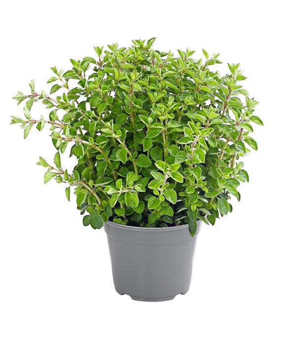  Dehner Gourmet Garten Oregano