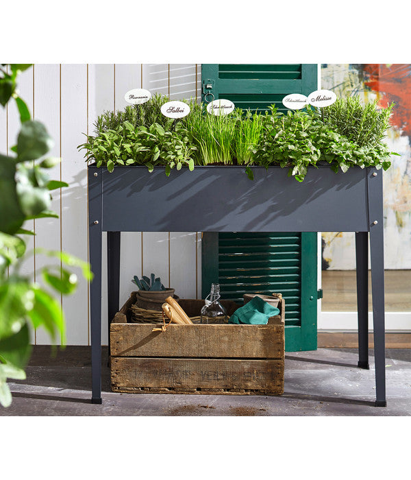  Dehner Gourmet Garten Oregano