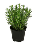  Bio Rosmarin