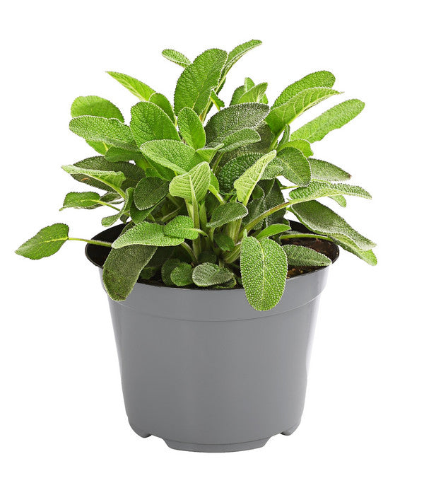  Dehner Gourmet Garten Salbei