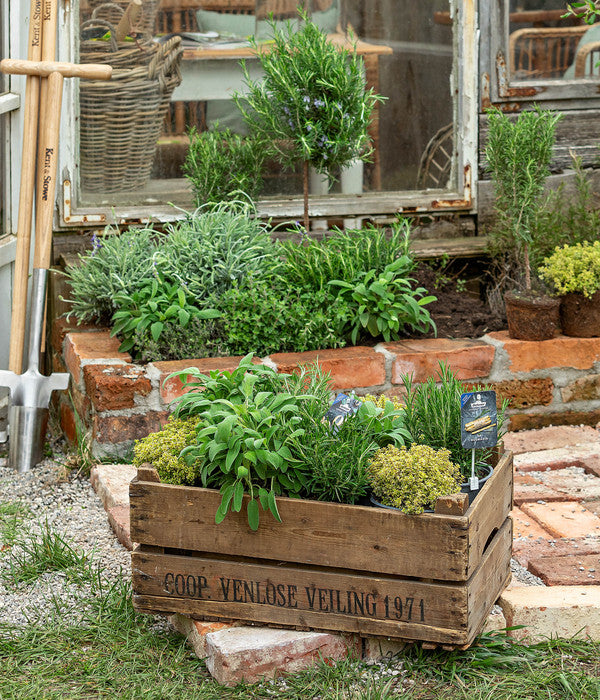  Dehner Gourmet Garten Majoran, Einjährig