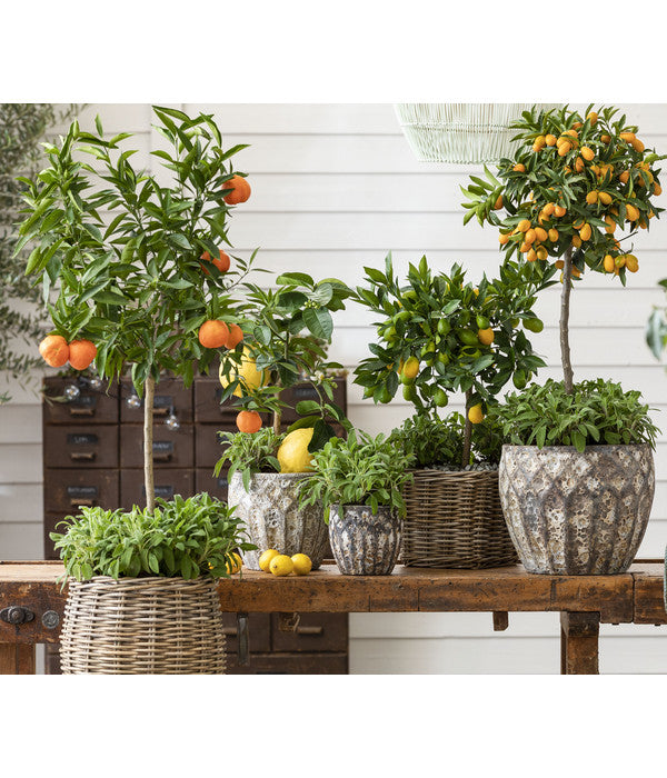  Dehner Gourmet Garten Salbei