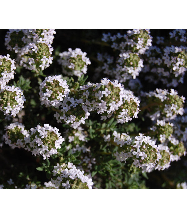  Bio Thymian