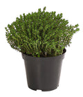  Bio Thymian