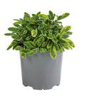  Dehner Gourmet Garten Goldsalbei