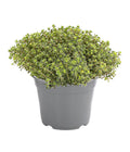  Dehner Gourmet Garten Silberthymian