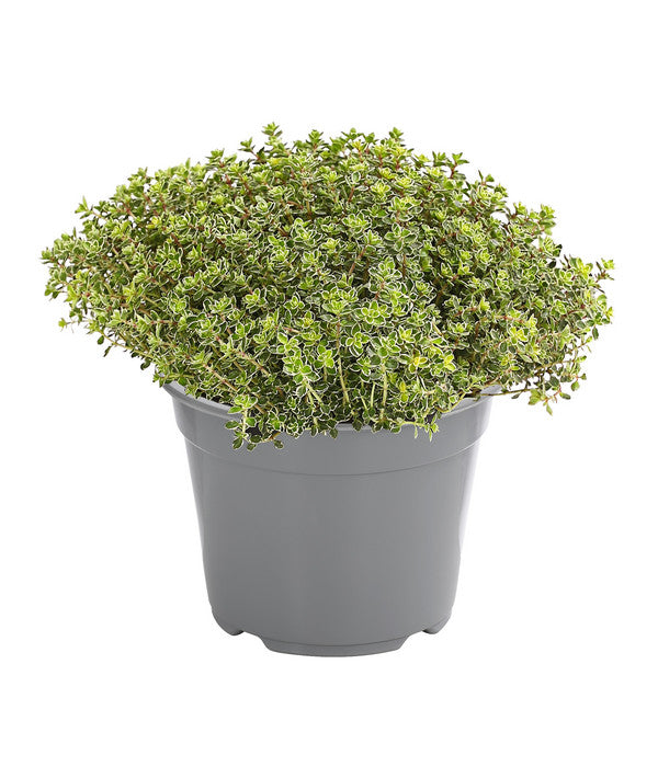  Dehner Gourmet Garten Silberthymian