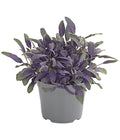  Dehner Gourmet Garten Purpursalbei
