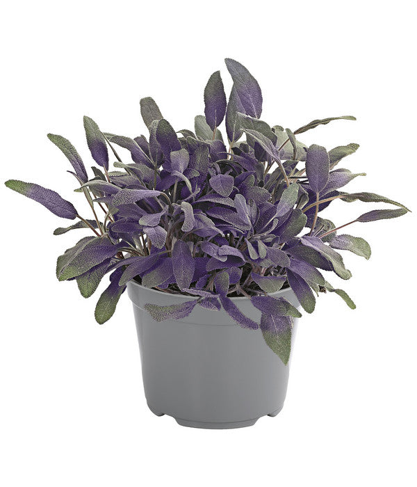  Dehner Gourmet Garten Purpursalbei