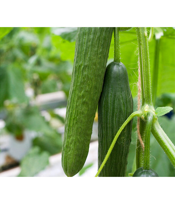  Bio Schlangengurke Im Pottburri®-Topf
