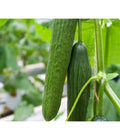 Bio Schlangengurke Im Pottburri®-Topf