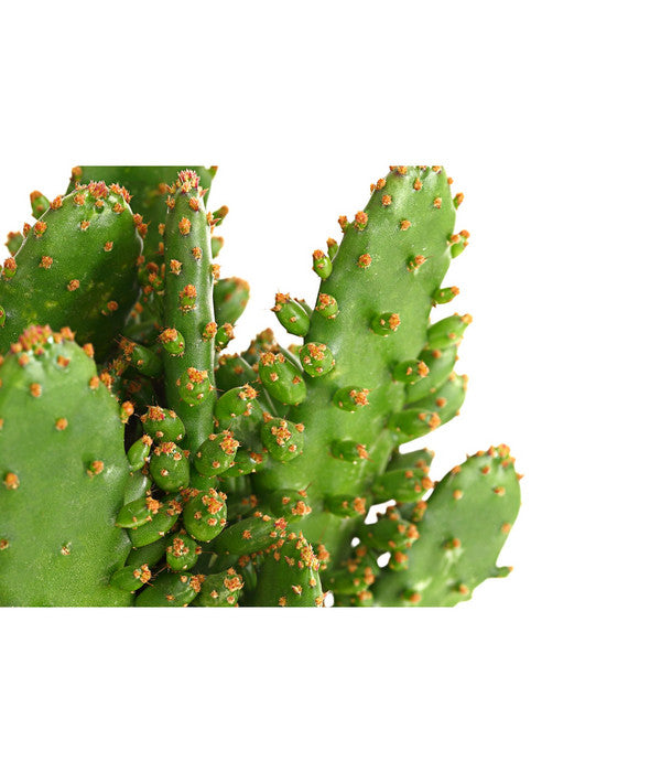  Feigenkaktus - Opuntia Indica, Verschiedene Sorten