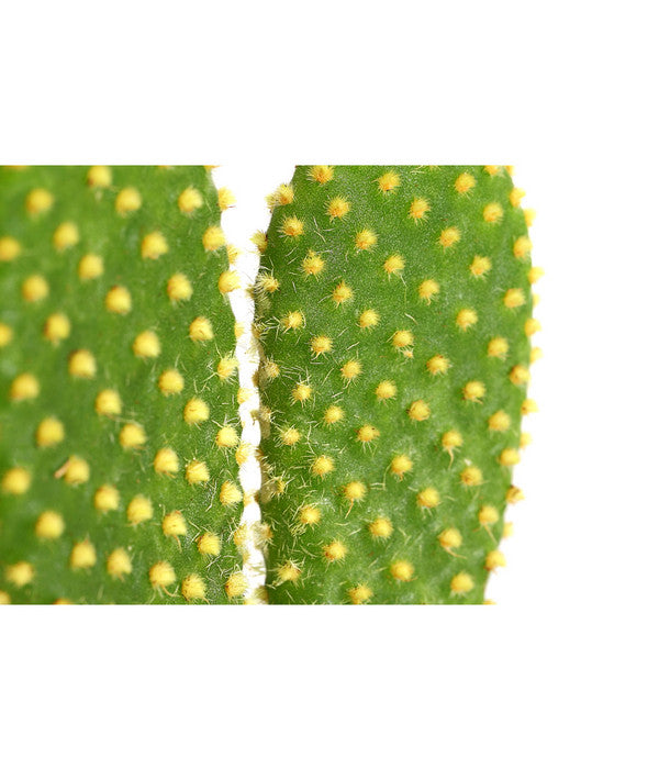  Feigenkaktus - Opuntia Indica, Verschiedene Sorten