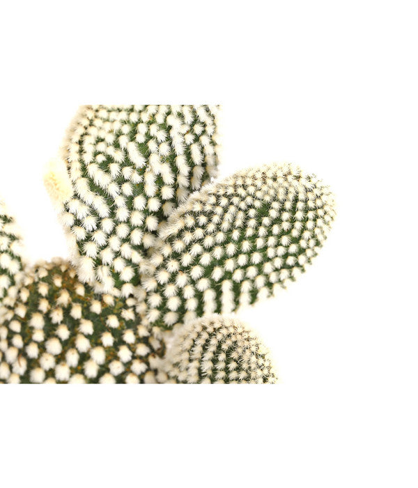  Feigenkaktus - Opuntia Indica, Verschiedene Sorten