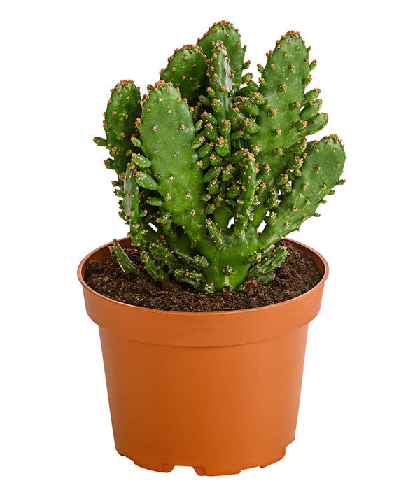  Feigenkaktus - Opuntia Indica, Verschiedene Sorten