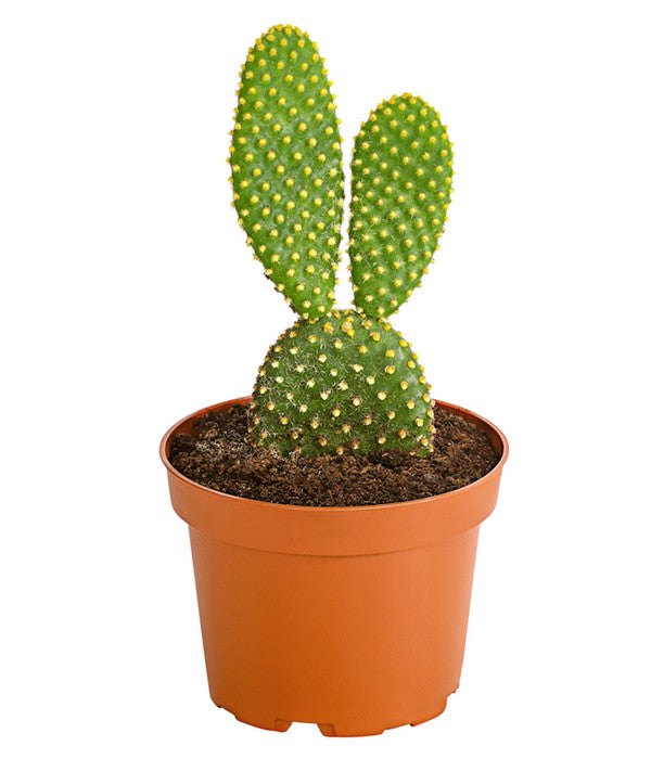  Feigenkaktus - Opuntia Indica, Verschiedene Sorten