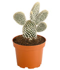  Feigenkaktus - Opuntia Indica, Verschiedene Sorten