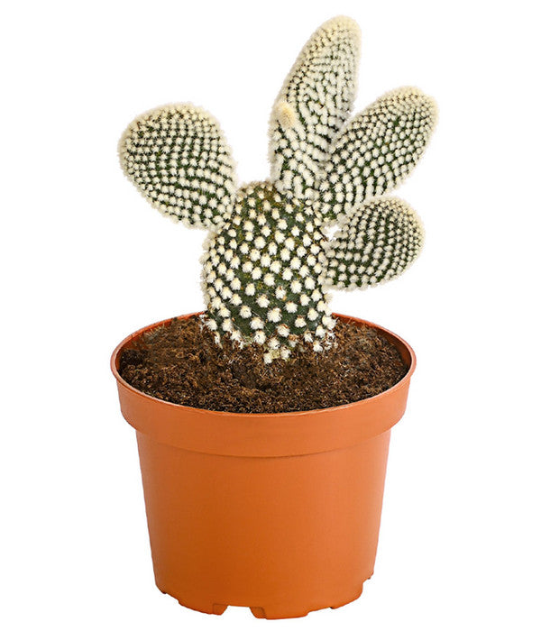  Feigenkaktus - Opuntia Indica, Verschiedene Sorten