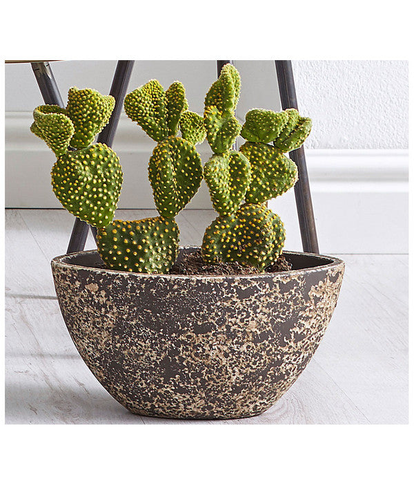  Feigenkaktus - Opuntia Indica, Verschiedene Sorten