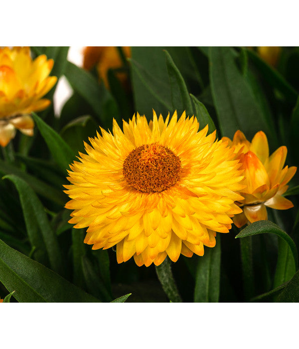  Strohblume, Gelb