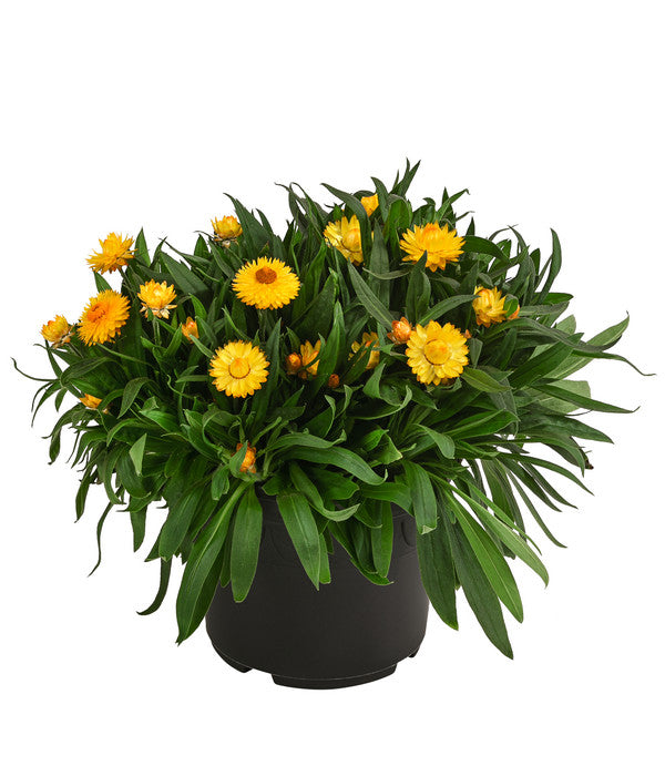  Strohblume, Gelb