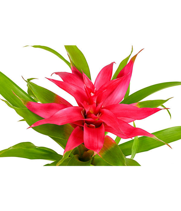  Guzmanie - Guzmania Cultivars 'Deseo'