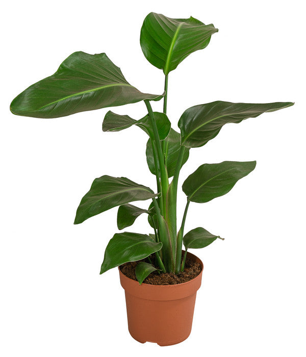  Baumstrelitzie - Strelitzia Nicolai