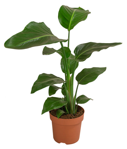  Baumstrelitzie - Strelitzia Nicolai