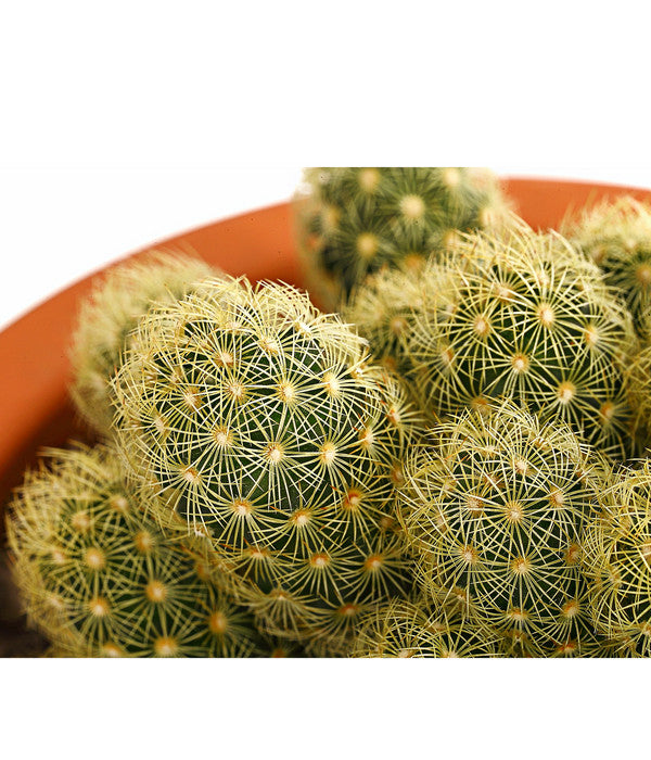  Warzenkaktus - Mammillaria Elongata 'Lemon', Im Tontopf