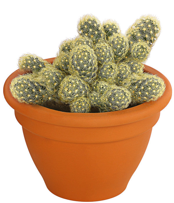  Warzenkaktus - Mammillaria Elongata 'Lemon', Im Tontopf