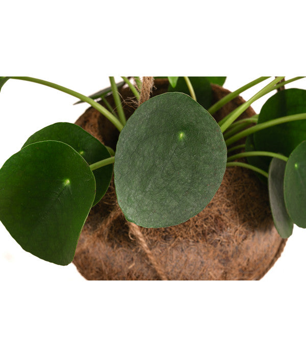  Kokodama-Ampel Glückstaler - Pilea Peperomioides