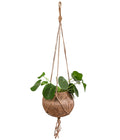  Kokodama-Ampel Glückstaler - Pilea Peperomioides