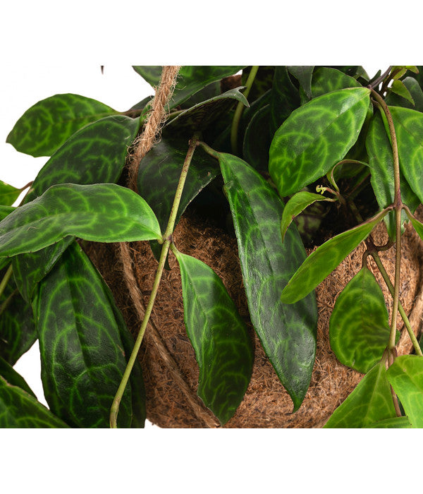  Kokodama-Ampel Gefleckte Schamblume - Aeschynanthus Marmoratus